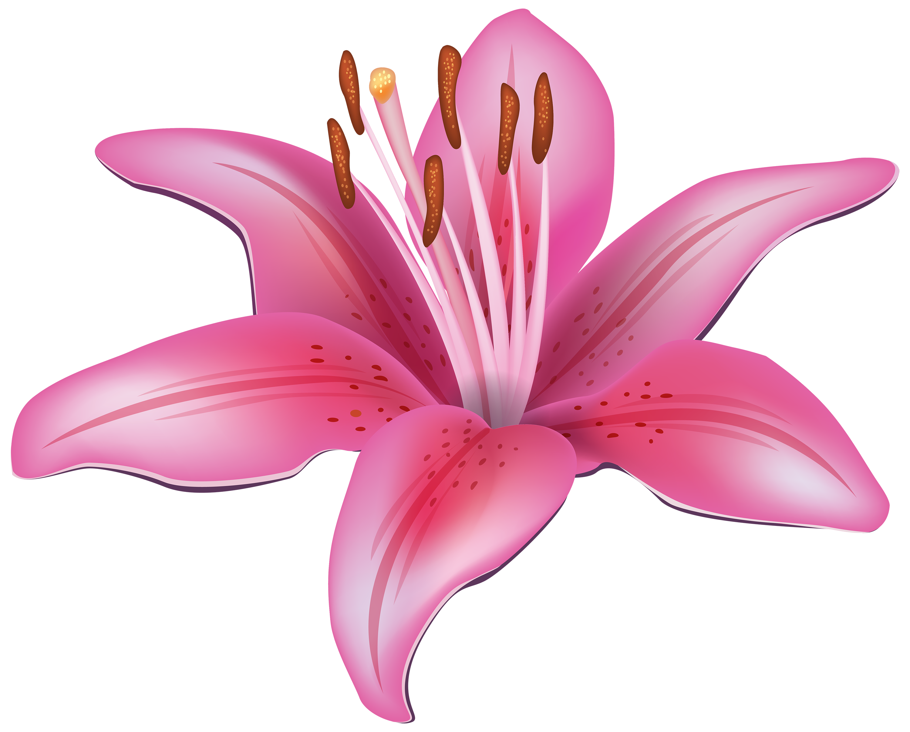 Pink Lily svg #11, Download drawings
