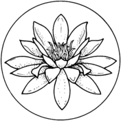 Water Lily coloring #18, Download drawings