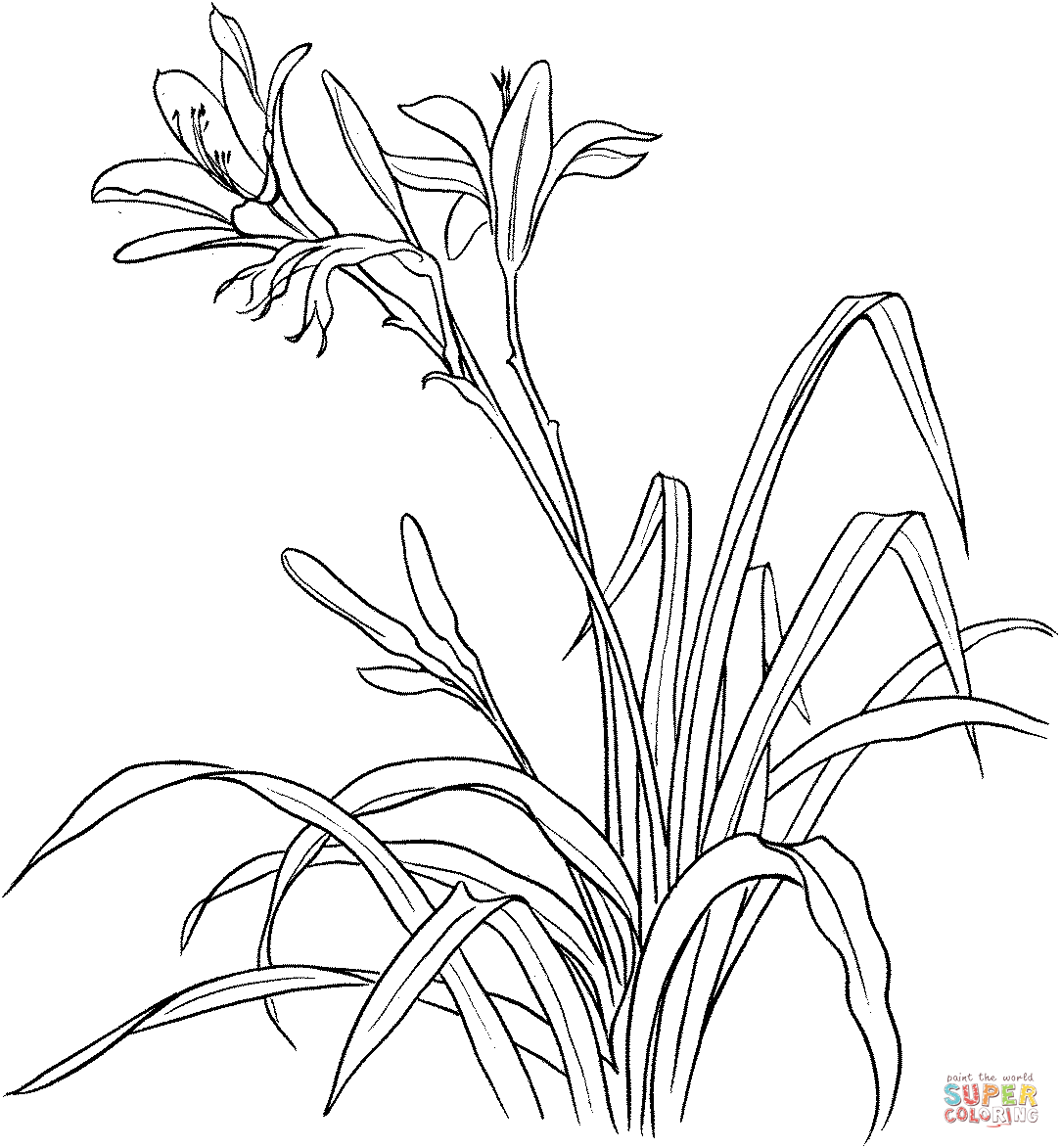 Tiger Lily coloring #2, Download drawings