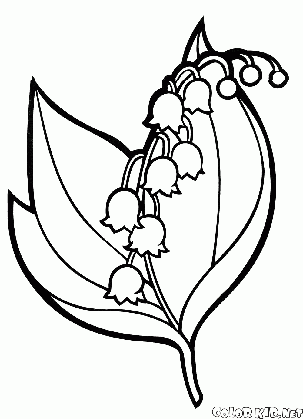 Lily Of The Valley coloring #3, Download drawings