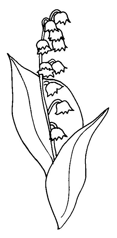 Lily Of The Valley coloring #13, Download drawings
