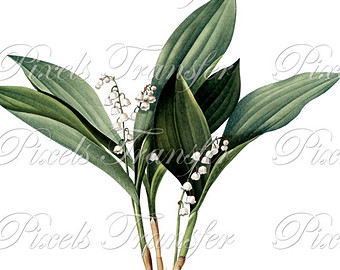 Lily Of The Valley svg #2, Download drawings