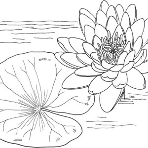 Lily Pad coloring #19, Download drawings