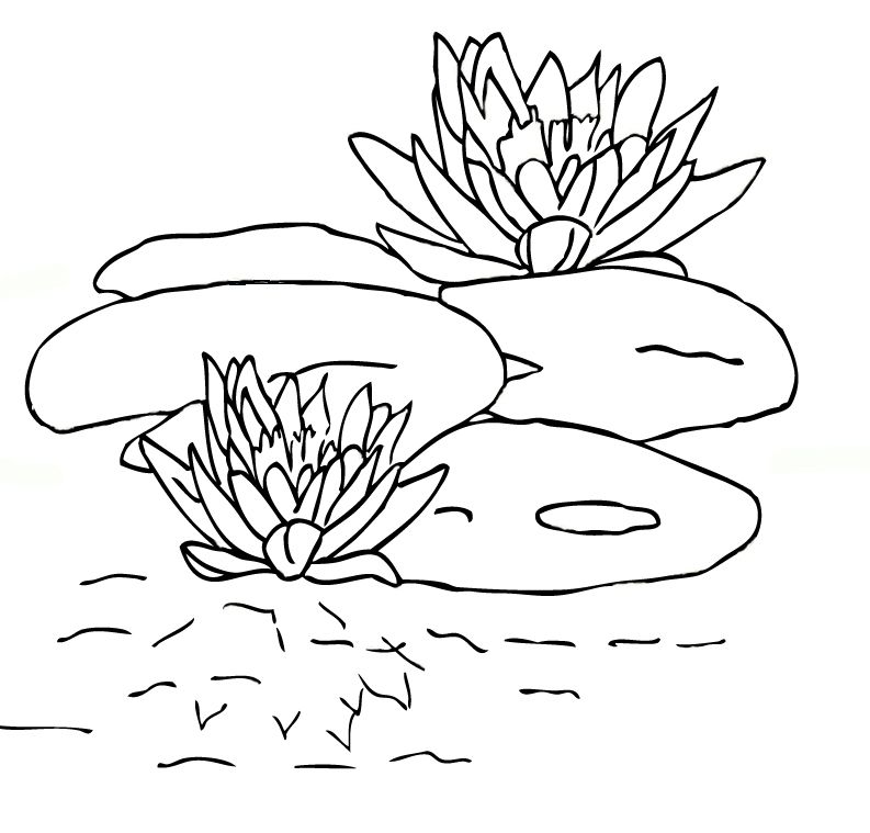 Lily Pad coloring #3, Download drawings