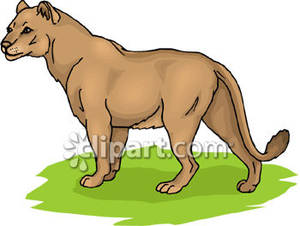 Lioness clipart #18, Download drawings