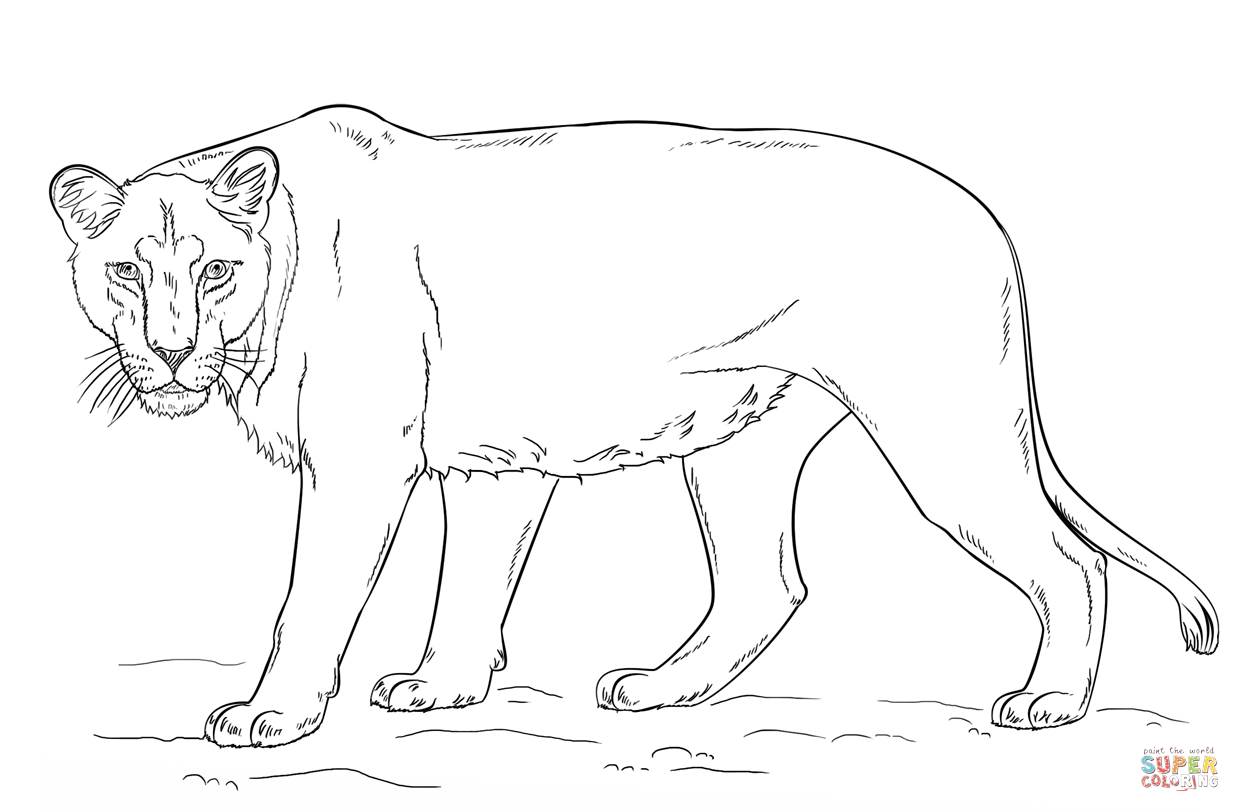 Lioness coloring #16, Download drawings
