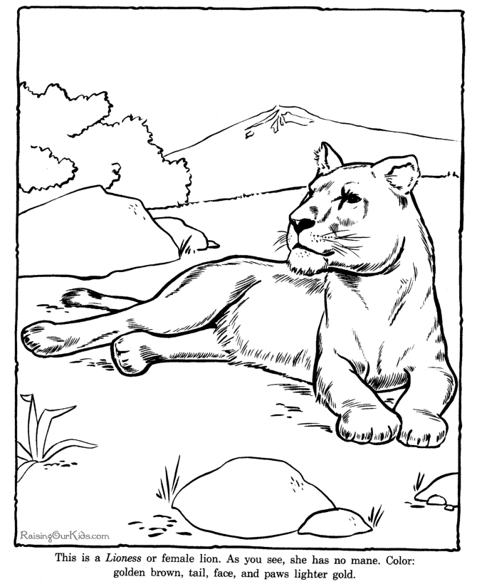 Lioness coloring #8, Download drawings
