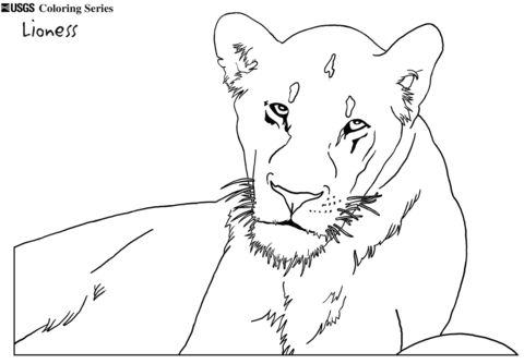 Lioness coloring #12, Download drawings