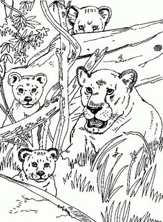 Lioness coloring #5, Download drawings