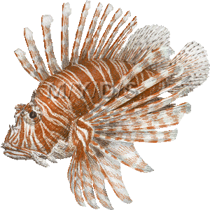 Lionfish clipart #5, Download drawings