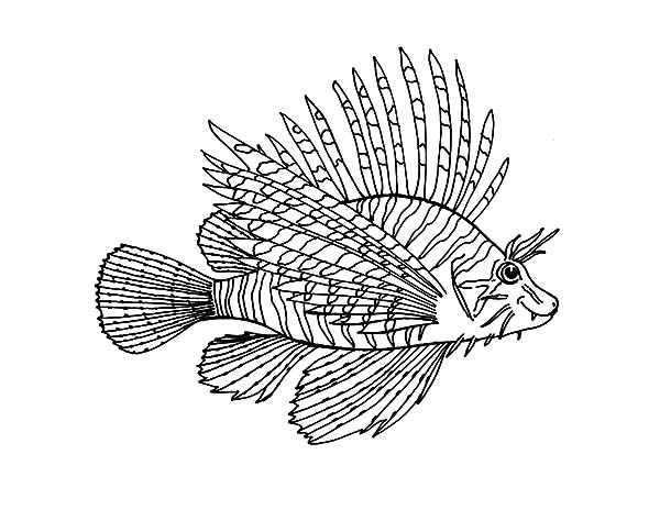 Lionfish coloring #11, Download drawings
