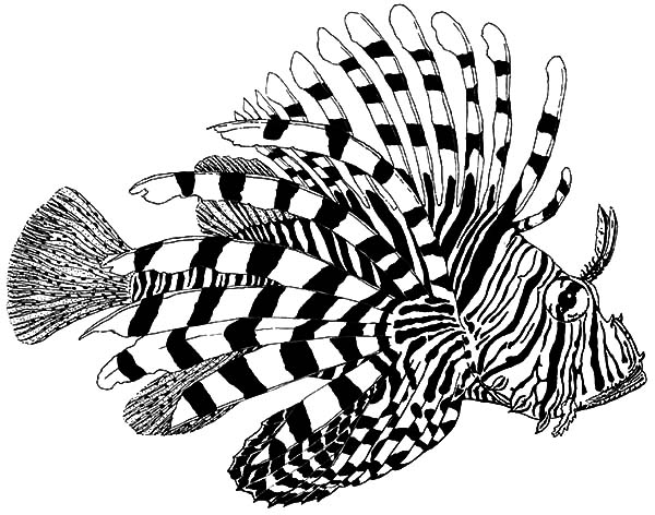 Lionfish coloring #20, Download drawings