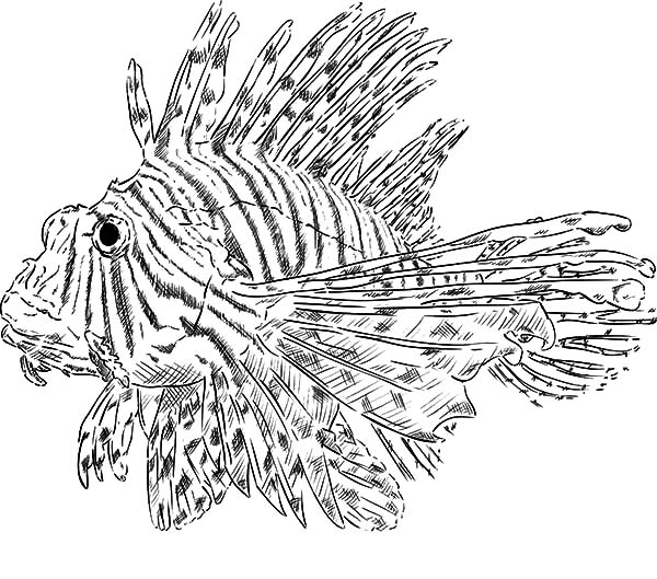 Lionfish coloring #16, Download drawings