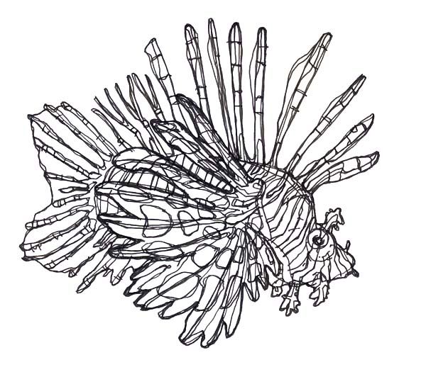 Lionfish svg #18, Download drawings