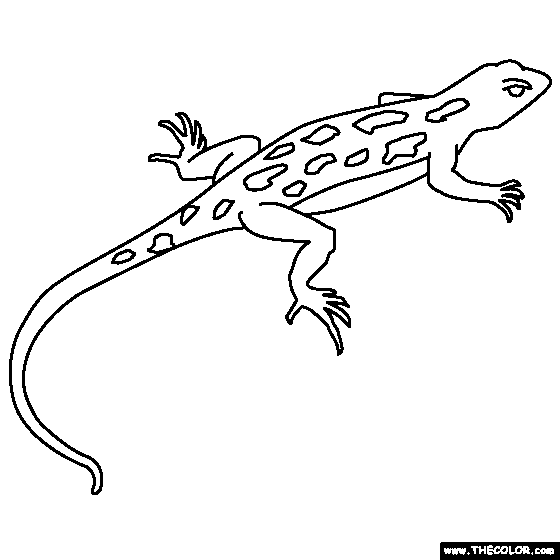Lizard coloring #17, Download drawings