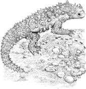 Lizard coloring #12, Download drawings