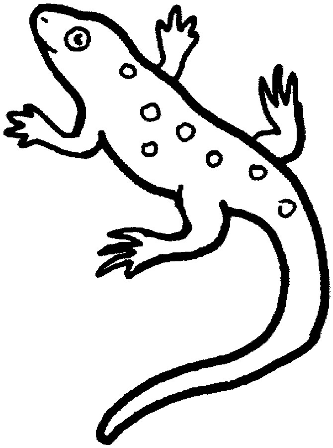 Lizard coloring #6, Download drawings