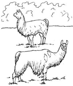 Llama coloring #4, Download drawings