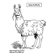 Llama coloring #15, Download drawings