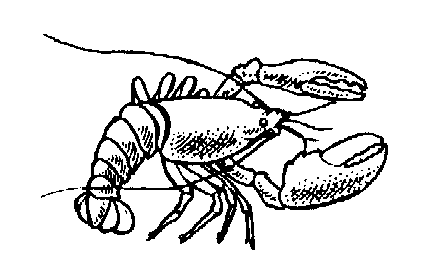 Lobster clipart #16, Download drawings