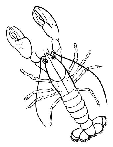 Lobster coloring #16, Download drawings