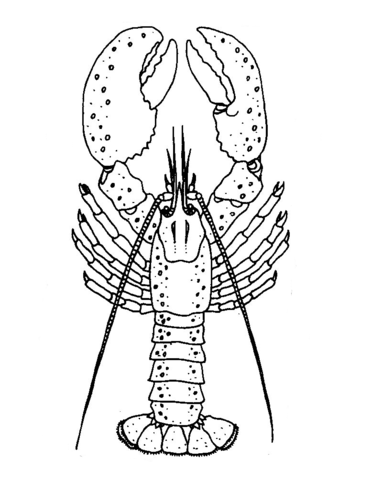 Lobster coloring #1, Download drawings