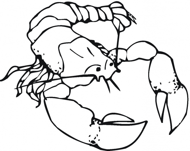 Lobster coloring #6, Download drawings