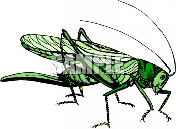 Locust clipart #4, Download drawings