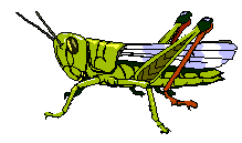 Locust clipart #12, Download drawings