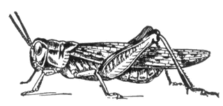 Locust clipart #3, Download drawings