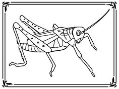 Locust coloring #16, Download drawings