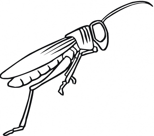 Locust coloring #6, Download drawings