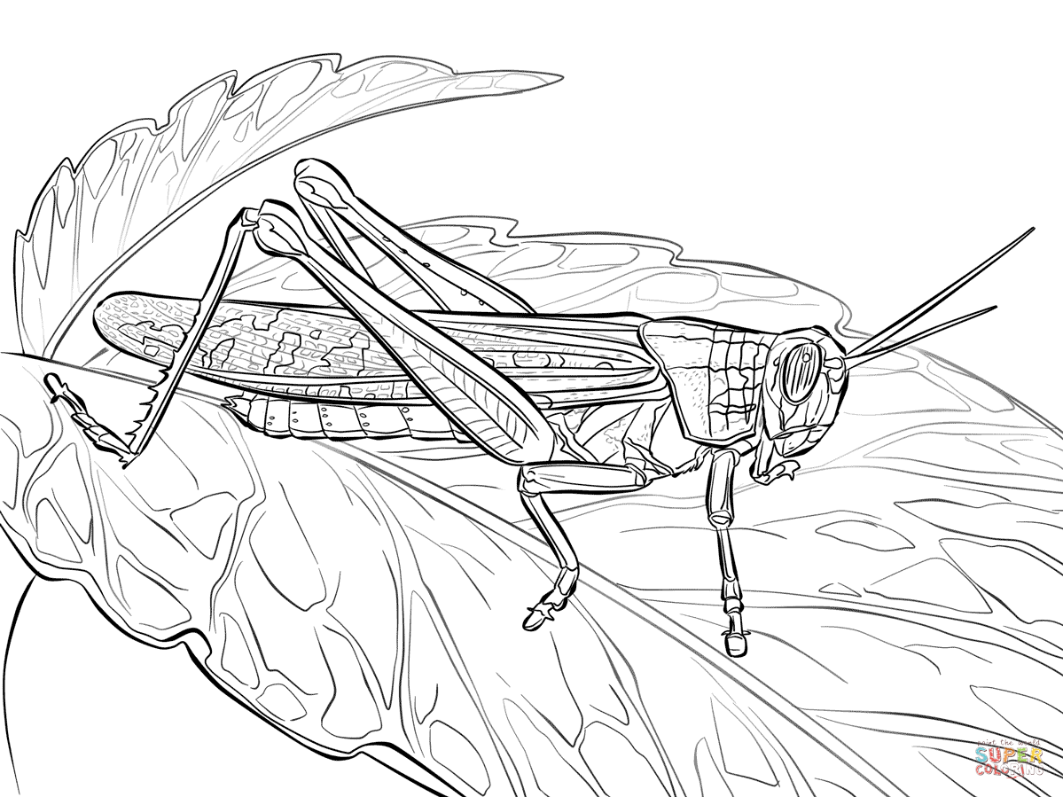 Locust coloring #4, Download drawings
