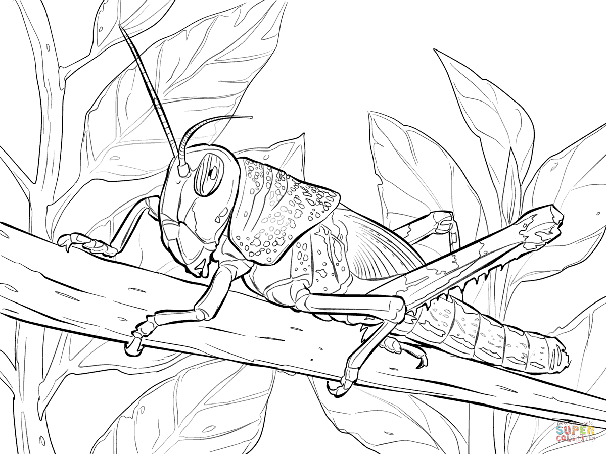 Locust coloring #14, Download drawings