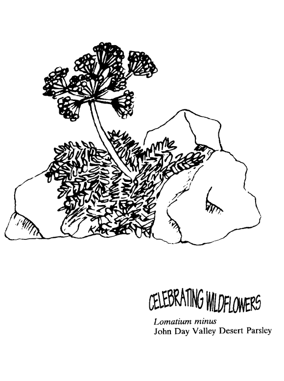 Lomatium clipart #1, Download drawings