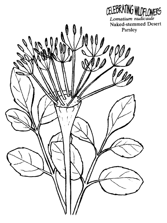 Lomatium coloring #9, Download drawings