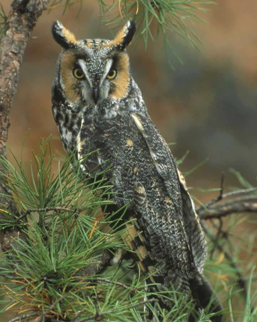 Long Eared Owl clipart #6, Download drawings