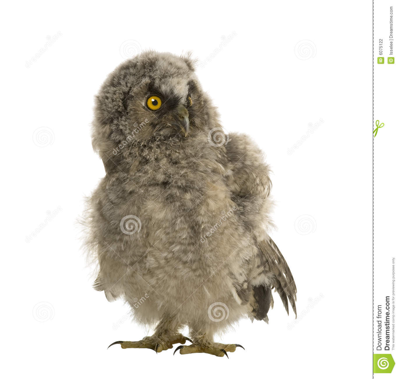 Long Eared Owl clipart #5, Download drawings