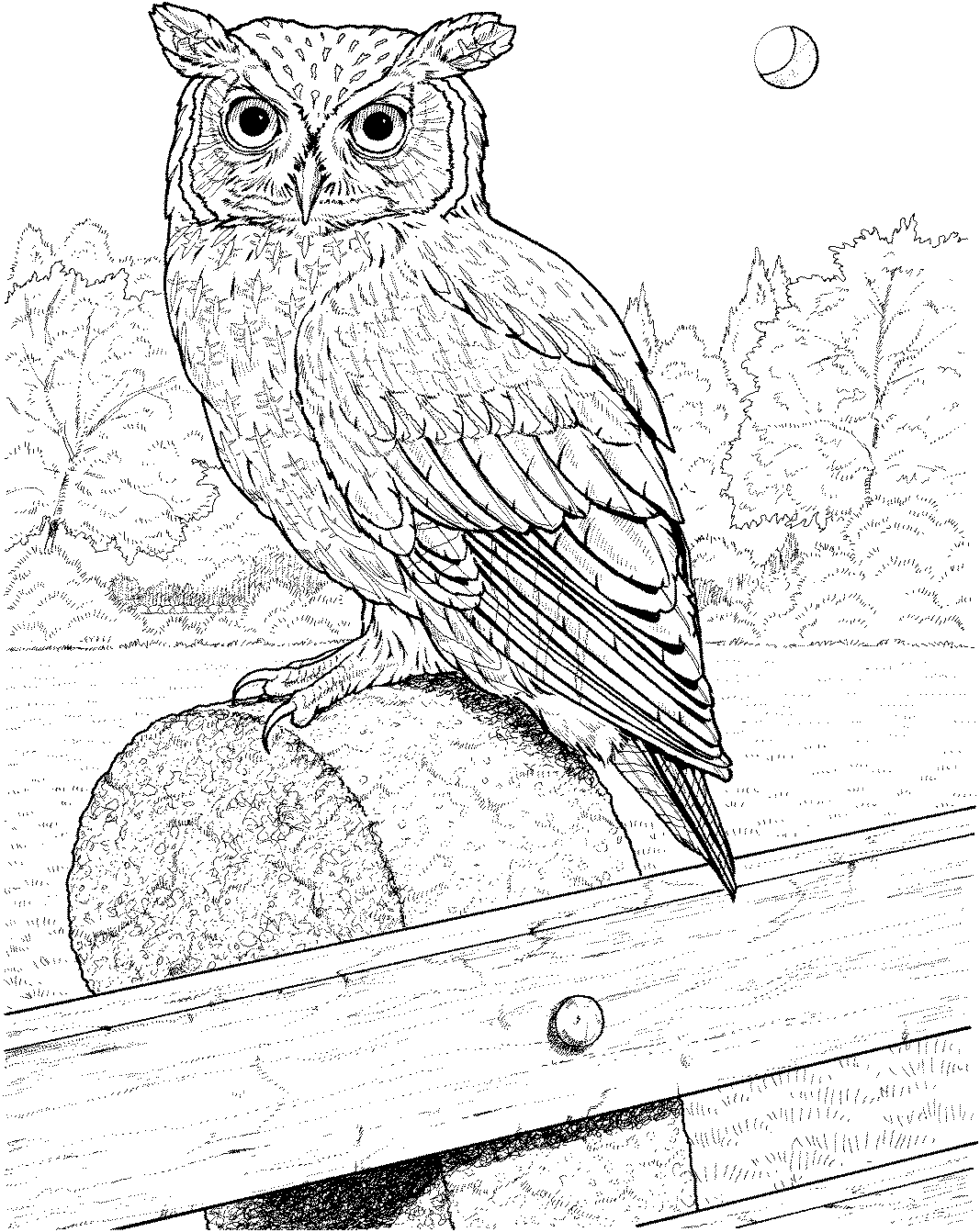 Long Eared Owl coloring #11, Download drawings