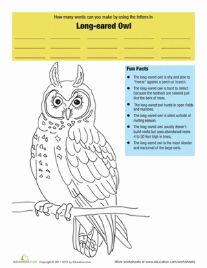 Long Eared Owl coloring #4, Download drawings