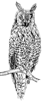 Long Eared Owl coloring #3, Download drawings