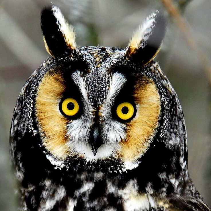 Long Eared Owl svg #10, Download drawings