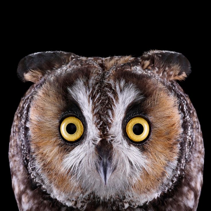 Long Eared Owl svg #8, Download drawings