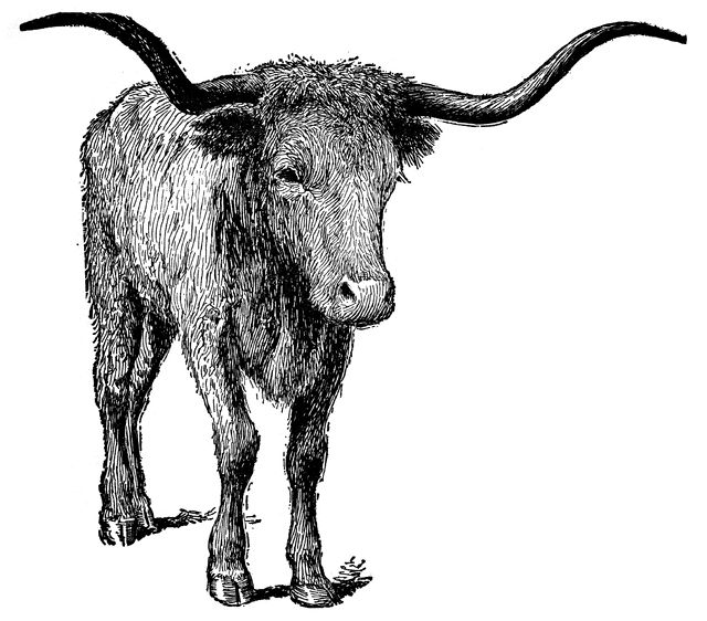 Longhorn Cattle clipart #2, Download drawings