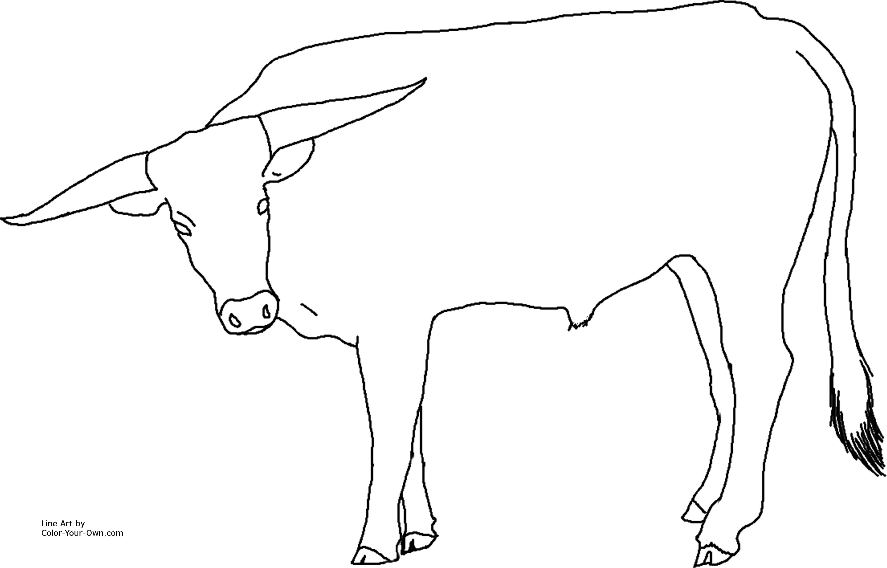 Longhorn Cattle coloring #6, Download drawings