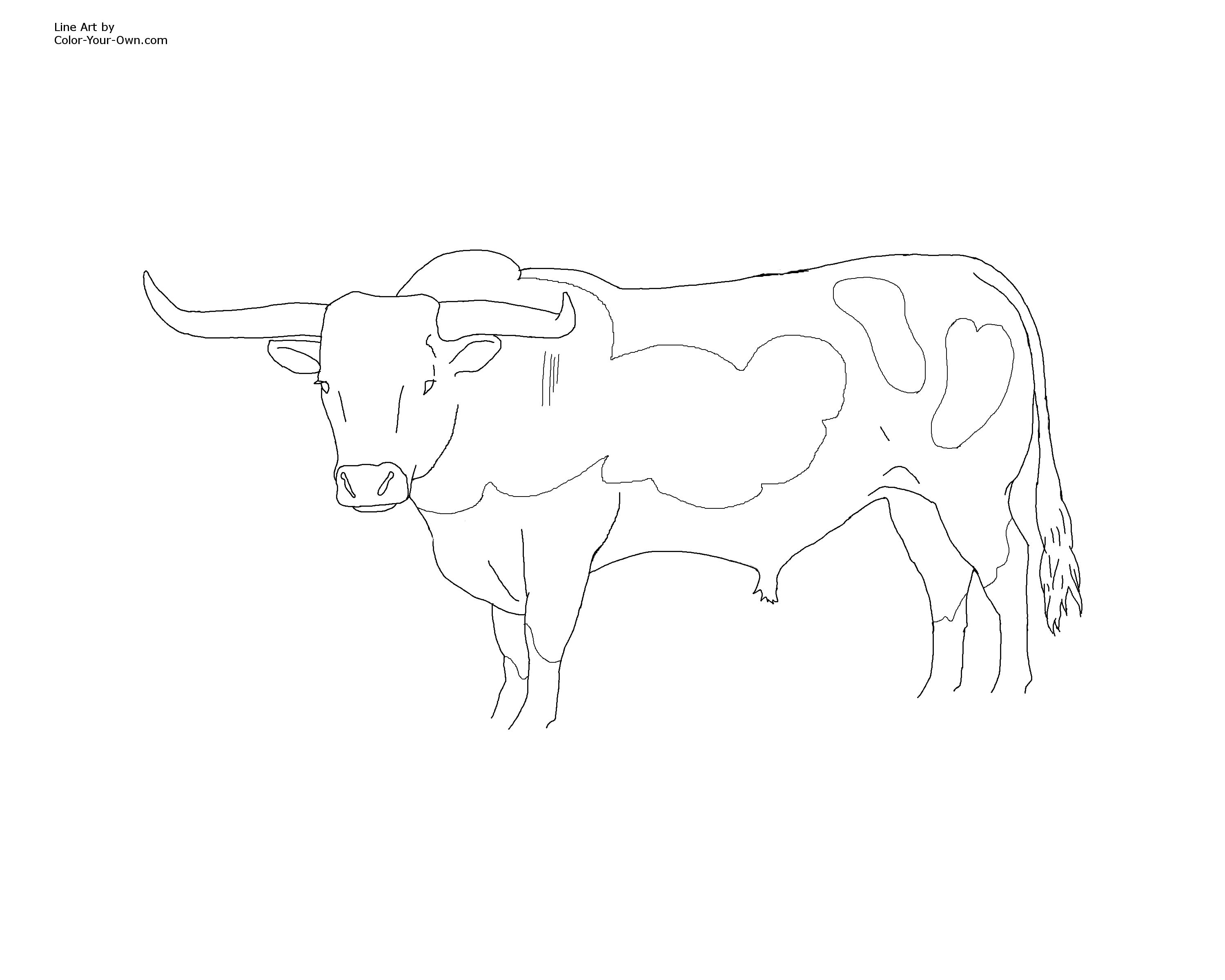 Longhorn Cattle coloring #3, Download drawings