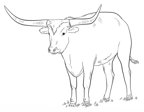 Longhorn Cattle coloring #9, Download drawings