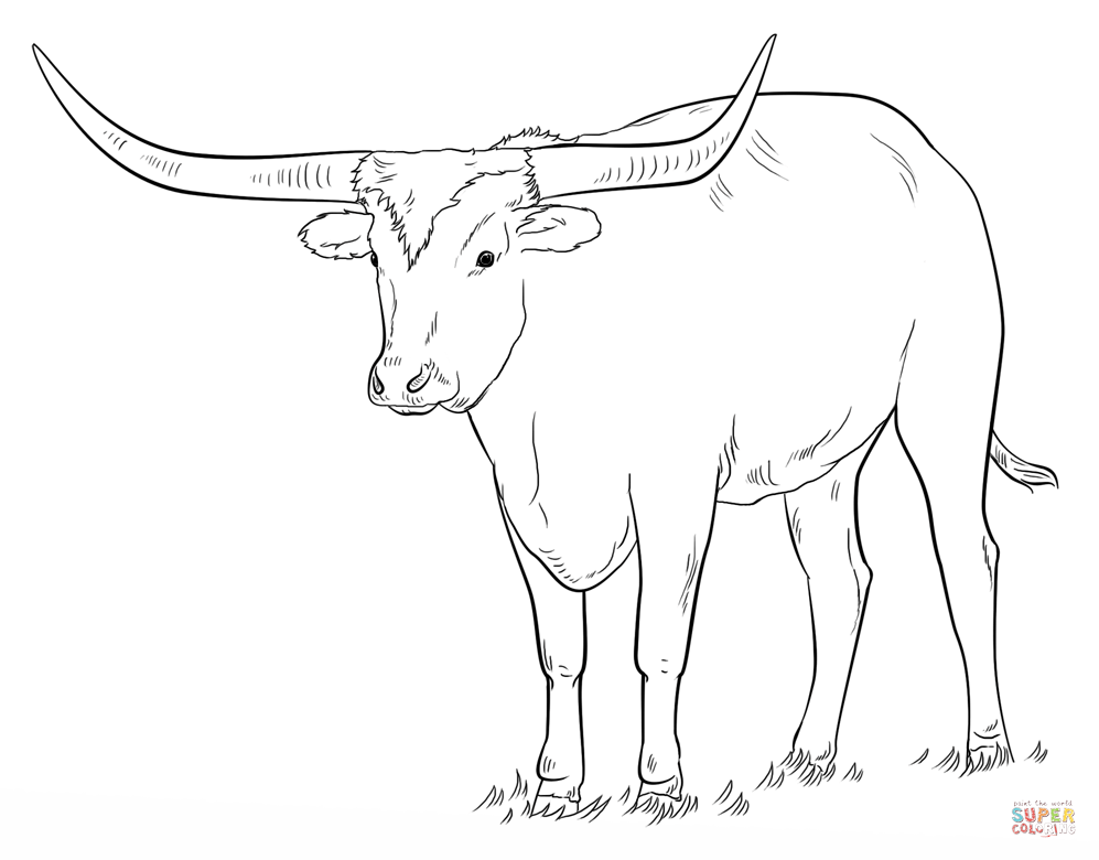 Longhorn Cattle coloring #16, Download drawings