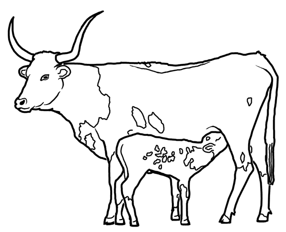 Longhorn Cattle coloring #13, Download drawings
