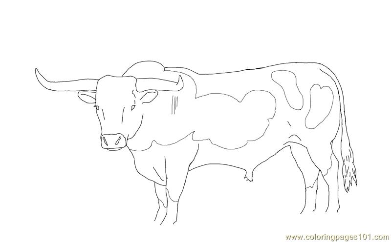 Longhorn Cattle coloring #19, Download drawings